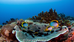 Napantau sanctuary, Phillipines, a lovely place to dive by Harald Fauske 